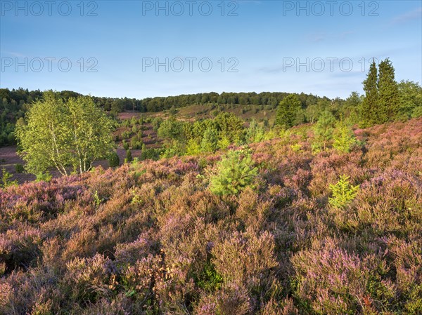 Typical heath landscape in the Totengrund near Wilsede with juniper and flowering heather, Lueneburg Heath, Lower Saxony, Germany, Europe