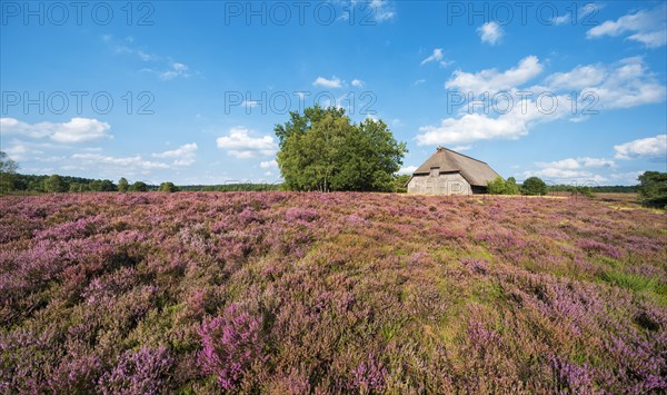 Typical heath landscape with old sheepfold, juniper and flowering heather, Lueneburg Heath, Lower Saxony, Germany, Europe