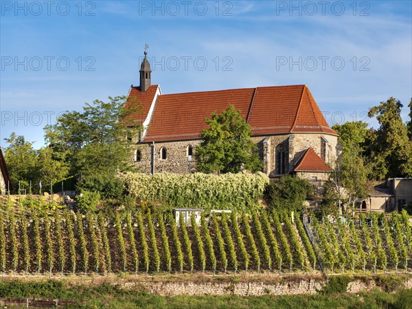 The church of Burgwerben above the vineyard in the Saale valley, Weissenfels, Saxony-Anhalt, Germany, Europe