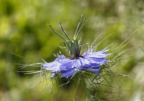 Genuine black cumin (Nigella sativa), North Rhine-Westphalia, Germany, Europe