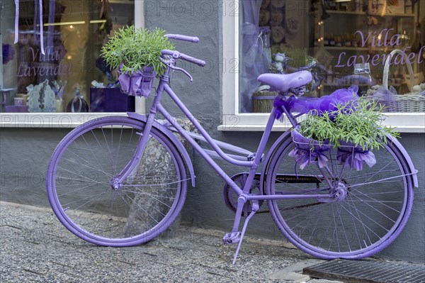 Purple bicycle, plant pots with lavender (Lavandula vera) in front of a shop in the historic city centre, Limburg an der Lahn, Hesse, Germany, Europe