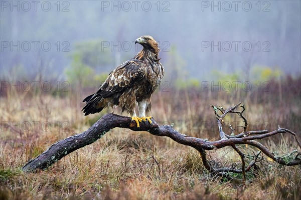 European golden eagle (Aquila chrysaetos chrysaetos) perched on branch in moorland, heathland in the rain in winter