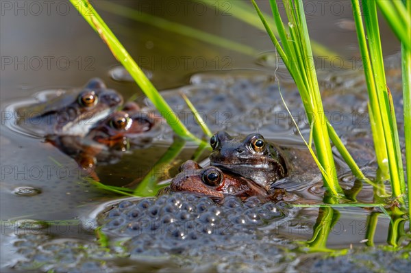 European common frogs, brown frogs and grass frog pairs (Rana temporaria) in amplexus gathering in pond during spawning, breeding season in spring