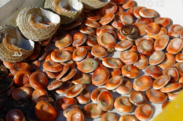 Seafood sale at the harbour, Marseille, Fresh open mussels with brown shells, offered at a market, Marseille, Departement Bouches du Rhone, Region Provence Alpes Cote d'Azur, France, Europe