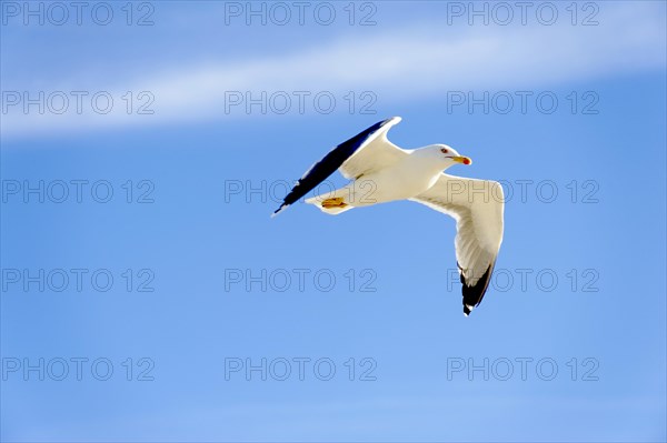 Yellow-legged gull (Larus michahellis), Marseille, A gull in flight with wings spread out against the blue sky, Marseille, Departement Bouches du Rhone, Region Provence Alpes Cote d'Azur, France, Europe