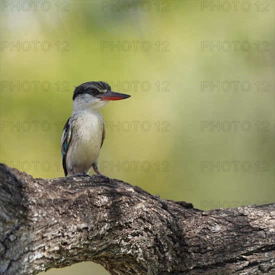 Striped fleece, South Africa, Limpopo, Africa