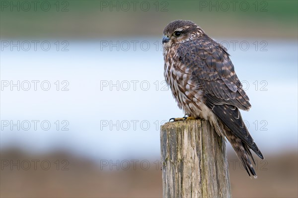 Eurasian merlin (Falco columbarius aesalon) female perched on wooden fence post along wetland in late winter