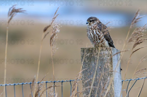 Eurasian merlin (Falco columbarius aesalon) female perched on wooden fence post along wetland in late winter