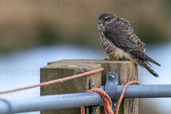 Eurasian merlin (Falco columbarius aesalon) female perched on wooden fence post along farmland in late winter