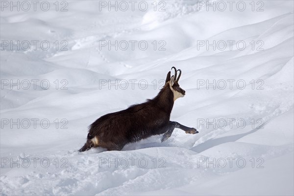 Alpine chamois (Rupicapra rupicapra) solitary male in dark winter coat fleeing in deep snow over mountain slope in the European Alps