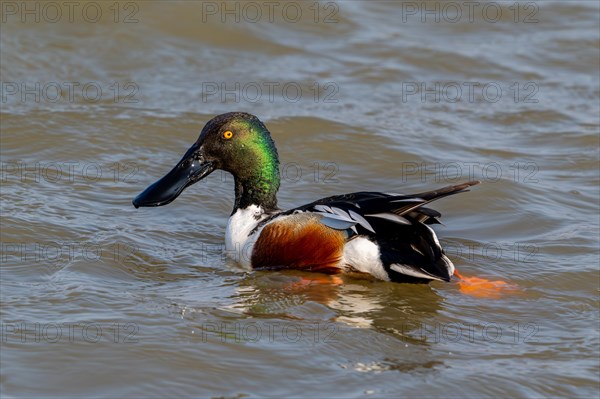 Northern shoveler (Spatula clypeata), male, drake in breeding plumage swimming in pond