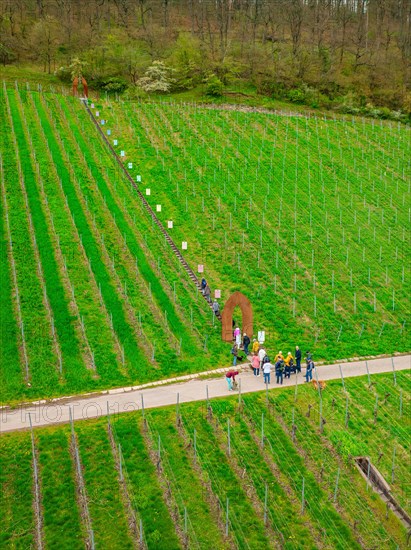 A slight bend in a country road leads through a large green agricultural field, Jesus Grace Chruch, Weitblickweg, Easter hike, Hohenhaslach, Germany, Europe