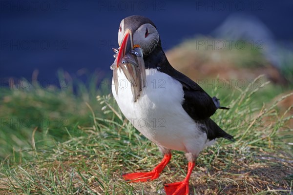 Puffin with sand eels in its beak, Borgafjoerdur Eystri, Iceland, Europe