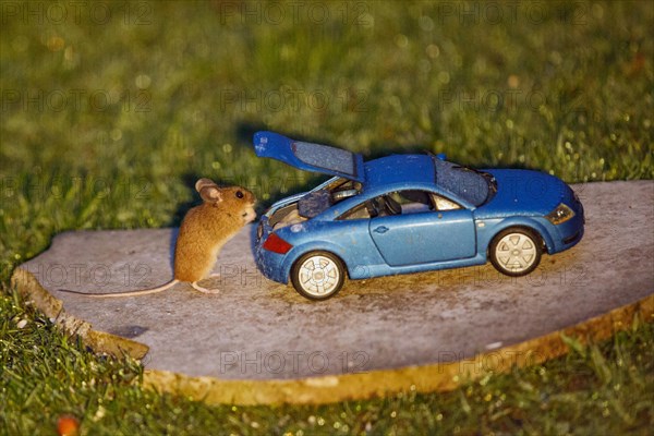 Wood mouse holding food in hands next to blue model car Audi TT with open boot standing on stone slab in green grass looking right