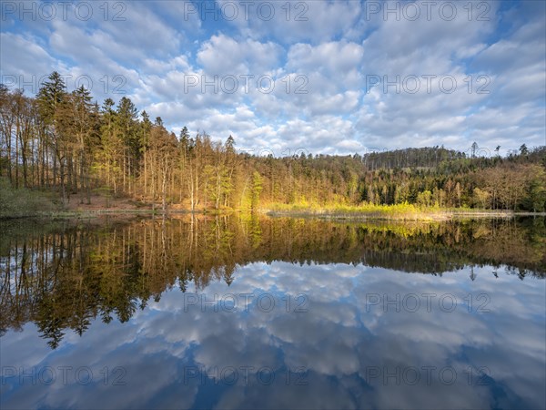 Lake Albertsee in the morning light, swampy sinkhole lake in Frauenseer Forst, Marksuhl, Thuringia, Germany, Europe