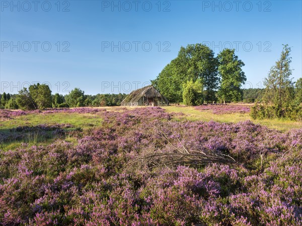 Typical heath landscape with old sheepfold, juniper and flowering heather, Lueneburg Heath, Lower Saxony, Germany, Europe