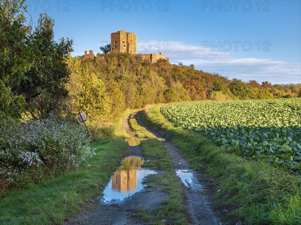 Landscape with field path in autumn, behind the ruins of Arnstein Castle, Sylda-Harkerode, Mansfeld-Suedharz, Saxony-Anhalt, Germany, Europe