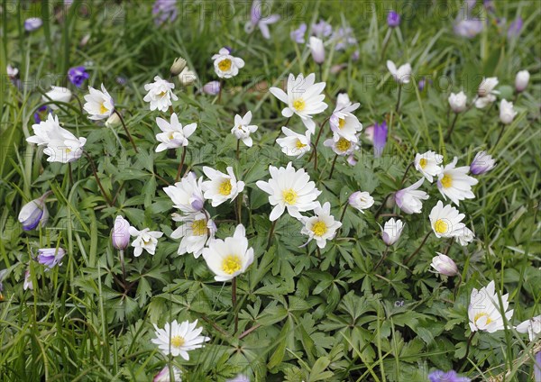 Wood anemone (Anemonoides nemorosa) (syn.: Anemone nemorosa), flowers and buds, North Rhine-Westphalia, Germany, Europe