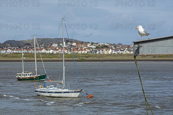 Boats, Seagull, Conwy River, Deganwy, Conwy, Wales, Great Britain