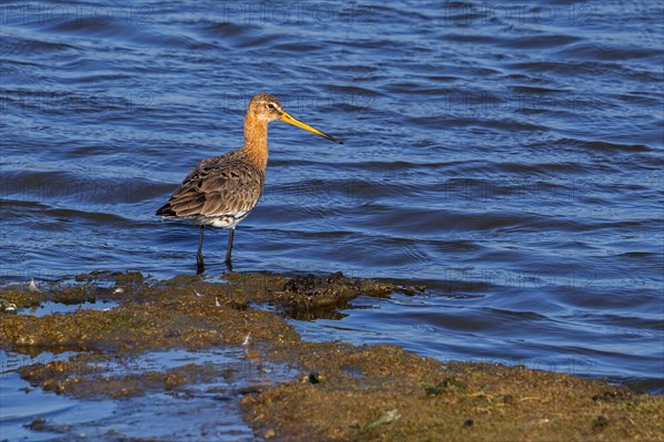 Black-tailed godwit (Limosa limosa) in breeding plumage foraging in wetland in late winter, early spring