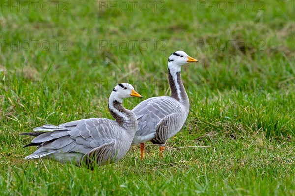 Bar-headed goose (Anser indicus) couple foraging in grassland, exotic species native to Central Asia