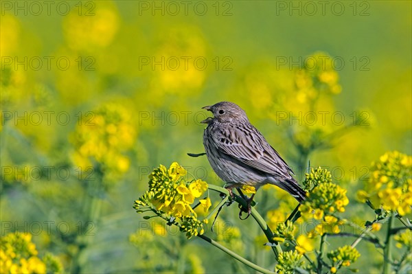 Corn bunting (Emberiza calandra) singing in yellow rape field, rapefield flowering in spring