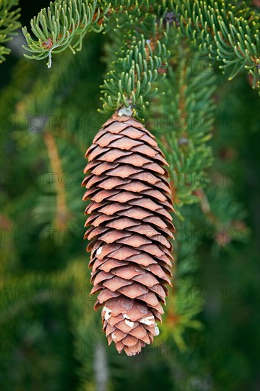 Norway spruce, European spruce (Picea abies) close-up of cone with pointed scales and needle-like evergreen leaves in the Alps in winter