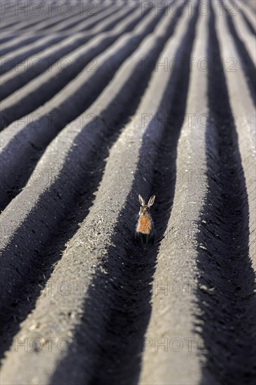 European brown hare (Lepus europaeus) sitting in furrow of freshly planted ridge-row potato field in spring