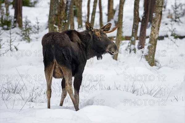 Moose, elk (Alces alces) young bull with small antlers foraging in coniferous forest in the snow in winter, Sweden, Europe