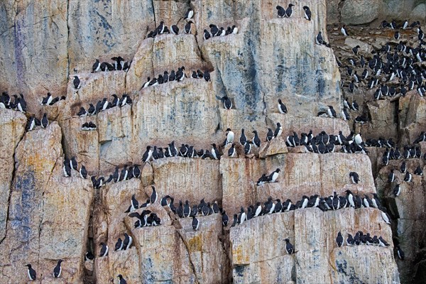 Thick-billed murres, Bruennich's guillemots (Uria lomvia) nesting on rock ledges in sea cliff at breeding colony, Alkefjellet, Svalbard, Spitsbergen
