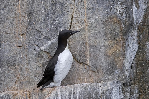 Thick-billed murre, Bruennich's guillemot (Uria lomvia) resting on rock ledge in sea cliff at seabird colony, Alkefjellet on Svalbard, Spitsbergen