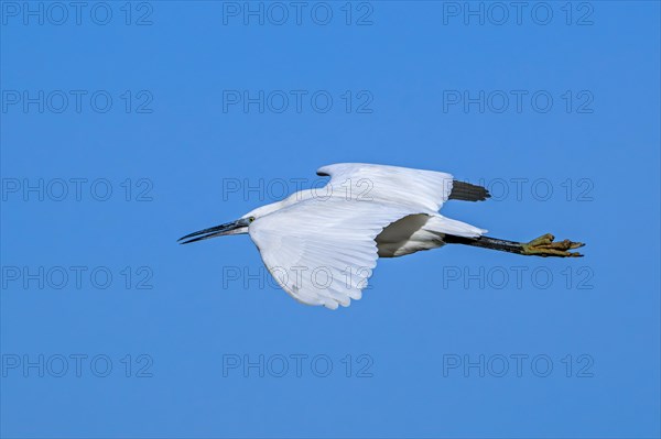 Little egret (Egretta garzetta) gliding against blue sky along the North Sea coast in late winter