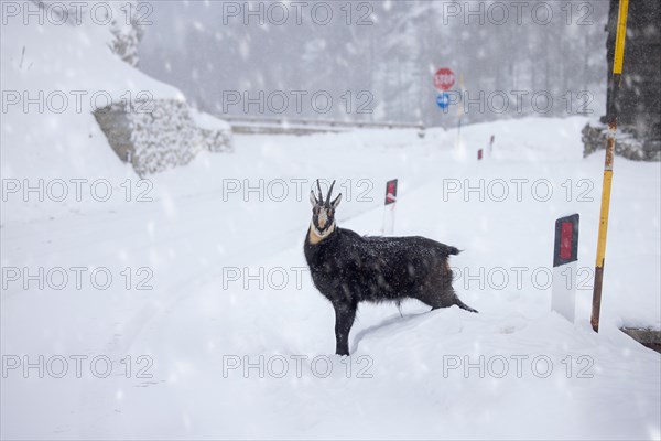 Alpine chamois (Rupicapra rupicapra) male crossing road in deep snow in the Gran Paradiso National Park in winter, Aosta Valley, Italy, Europe