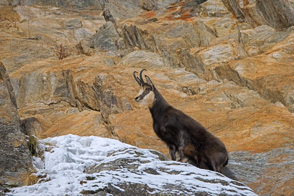 Alpine chamois (Rupicapra rupicapra) solitary male in dark winter coat in rock face in the European Alps