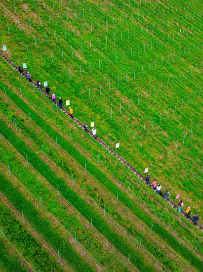 A queue of people walks along a well-tended vineyard, Jesus Grace Chruch, Weitblickweg, Easter hike, Hohenhaslach, Germany, Europe