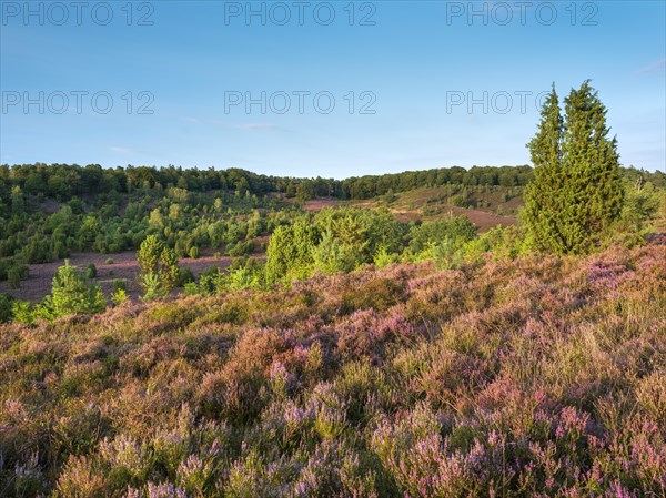 Typical heath landscape in the Totengrund near Wilsede with juniper and flowering heather, Lueneburg Heath, Lower Saxony, Germany, Europe
