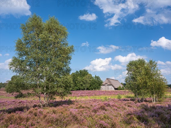 Typical heath landscape with old sheepfold, juniper and flowering heather, Lueneburg Heath, Lower Saxony, Germany, Europe