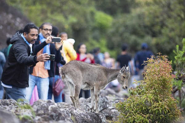 Indian men photographing a Nilgiri tahr (Nilgiritragus hylocrius, until 2005 Hemitragus hylocrius) or endemic goat species in Eravikulam National Park, young animal, Kannan Devan Hills, Munnar, Kerala, India, Asia