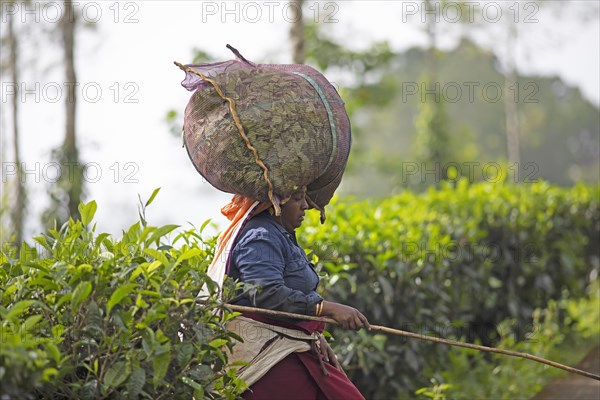 Indian tea picker carrying a big bag of tea leaves on her head, Munnar, Kerala, India, Asia