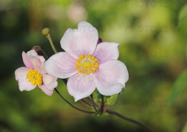 Chinese anemone (Anemone hupehensis), North Rhine-Westphalia, Germany, Europe