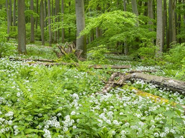 Ramson (Allium ursinum) in the beech forest, Hainich National Park, Bad Langensalza, Thuringia, Germany, Europe