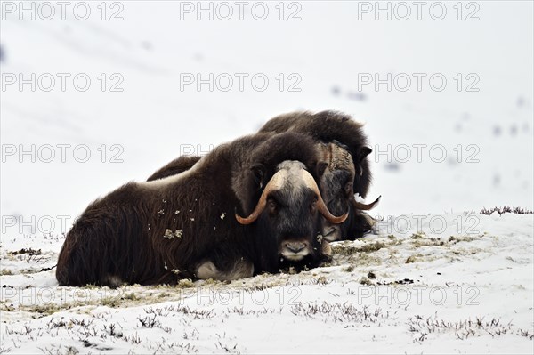 Two musk oxen (Ovibos moschatus) lying in the snow, Dovrefjell-Sunndalsfjella National Park, Norway, Europe