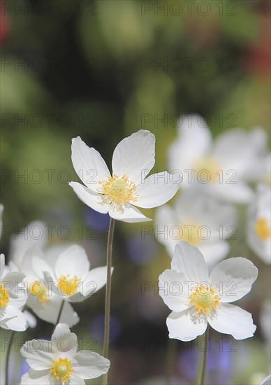 Wood anemone (Anemonoides nemorosa) (syn.: Anemone nemorosa), North Rhine-Westphalia, Germany, Europe