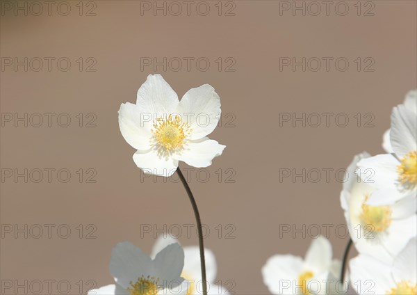 Wood anemone (Anemonoides nemorosa) (syn.: Anemone nemorosa), North Rhine-Westphalia, Germany, Europe