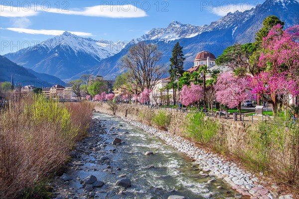 River Passer with blossoming trees on the spa promenade in spring in front of the Texel Group with the target peak 3006m, Merano, Pass Valley, Adige Valley, Burggrafenamt, Alps, South Tyrol, Trentino-South Tyrol, Italy, Europe