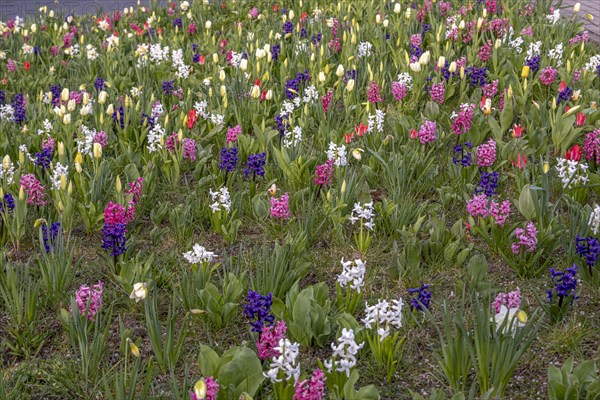 Flowerbed with hyacinths (Hyacinthus) and tulips (Tulipa), Havelberg, Saxony-Anhalt, Germany, Europe