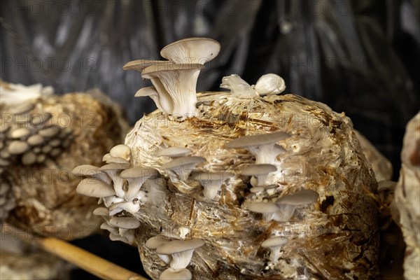San Pablo Huitzo, Oaxaca, Mexico, Porfirio and Gabriela Morales grow oyster mushrooms in rural Oaxaca, Central America