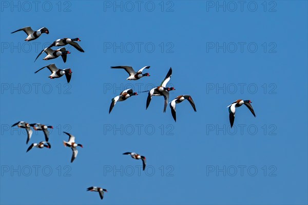 Flock of migrating common shelducks (Tadorna tadorna) in flight against blue sky