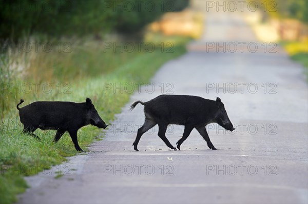 Two wild boar (Sus scrofa) juveniles traversing country road in summer