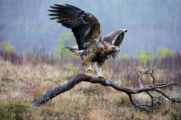 European golden eagle (Aquila chrysaetos chrysaetos) landing on branch in moorland, heathland in winter